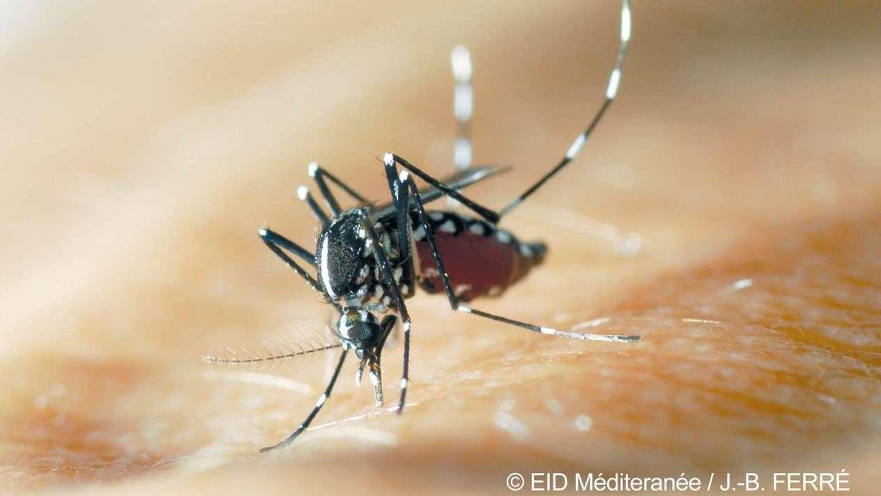 Deux cas autochtones de chikungunya détectés à Salon-de-Provence