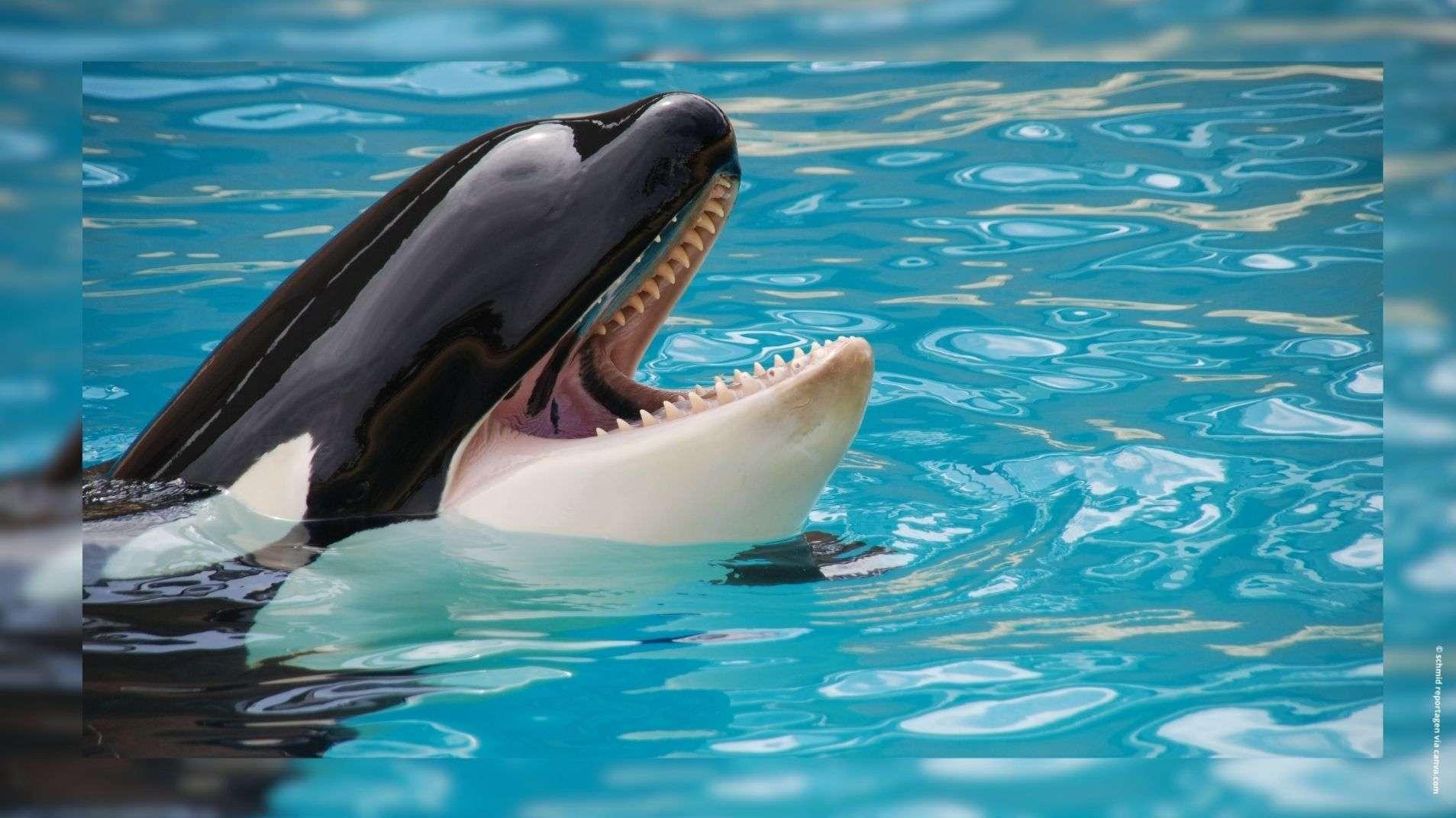 Une vidéo relance la polémique sur le sort des orques et des dauphins du Marineland d'Antibes