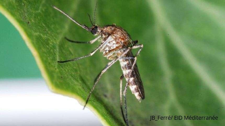 Le chikungunya circule à un niveau jamais vu en métropole aussi tôt dans l'année (Santé publique France)