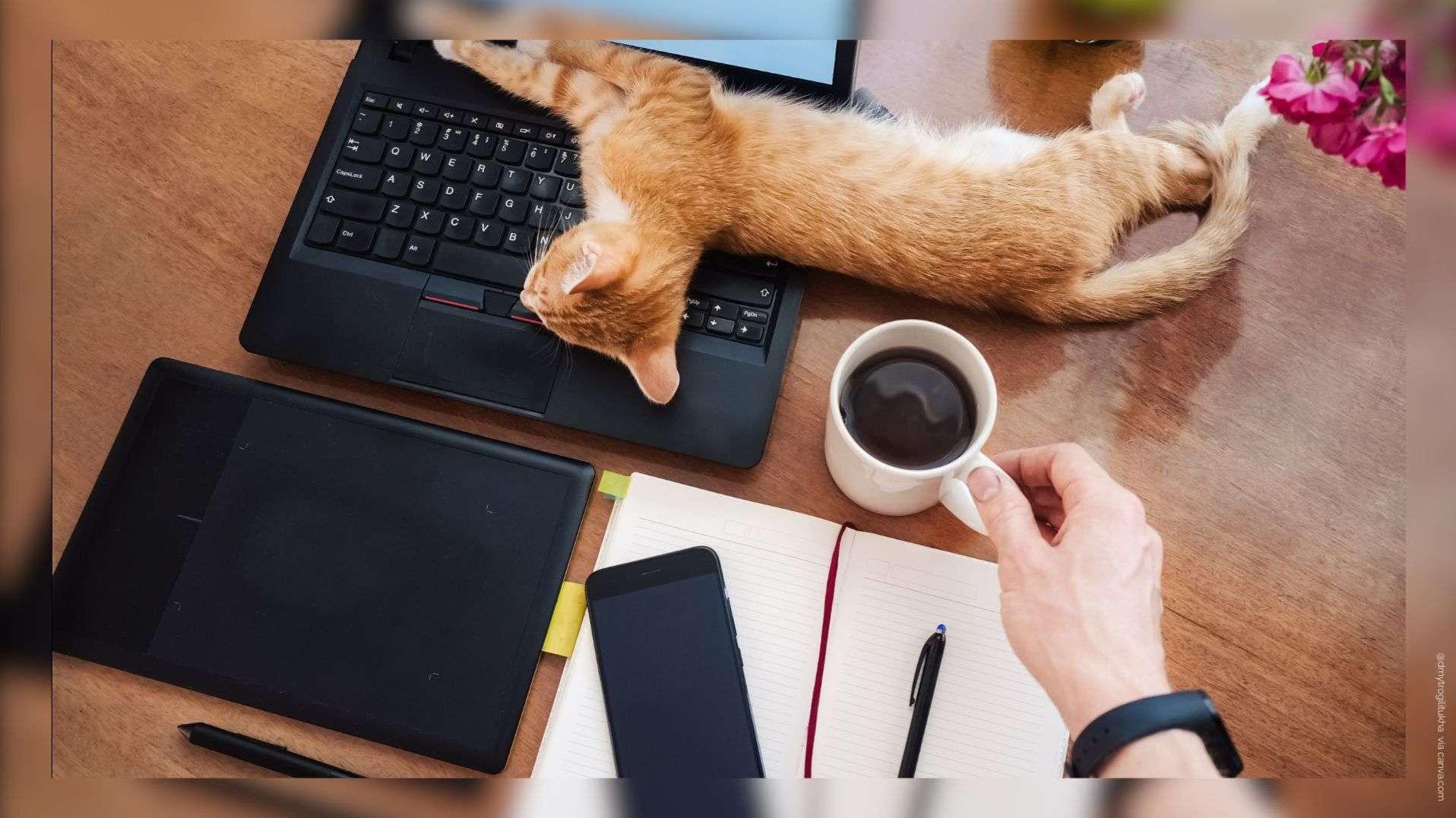 Amener son animal au travail : un effet "placebo" qui permet de se sentir "mieux"