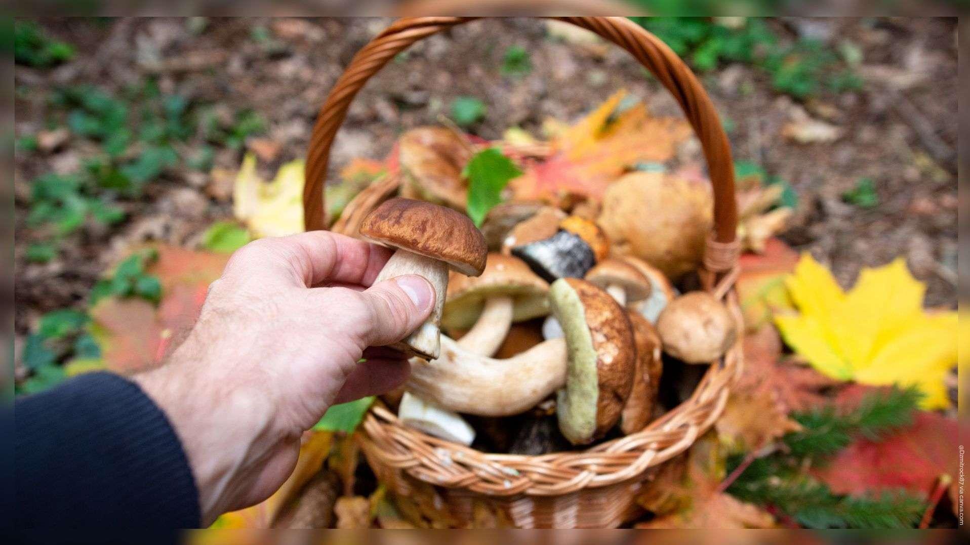 Reconnaître les champignons : le salon gratuit d'Aix-Les Milles vous attend ce week-end