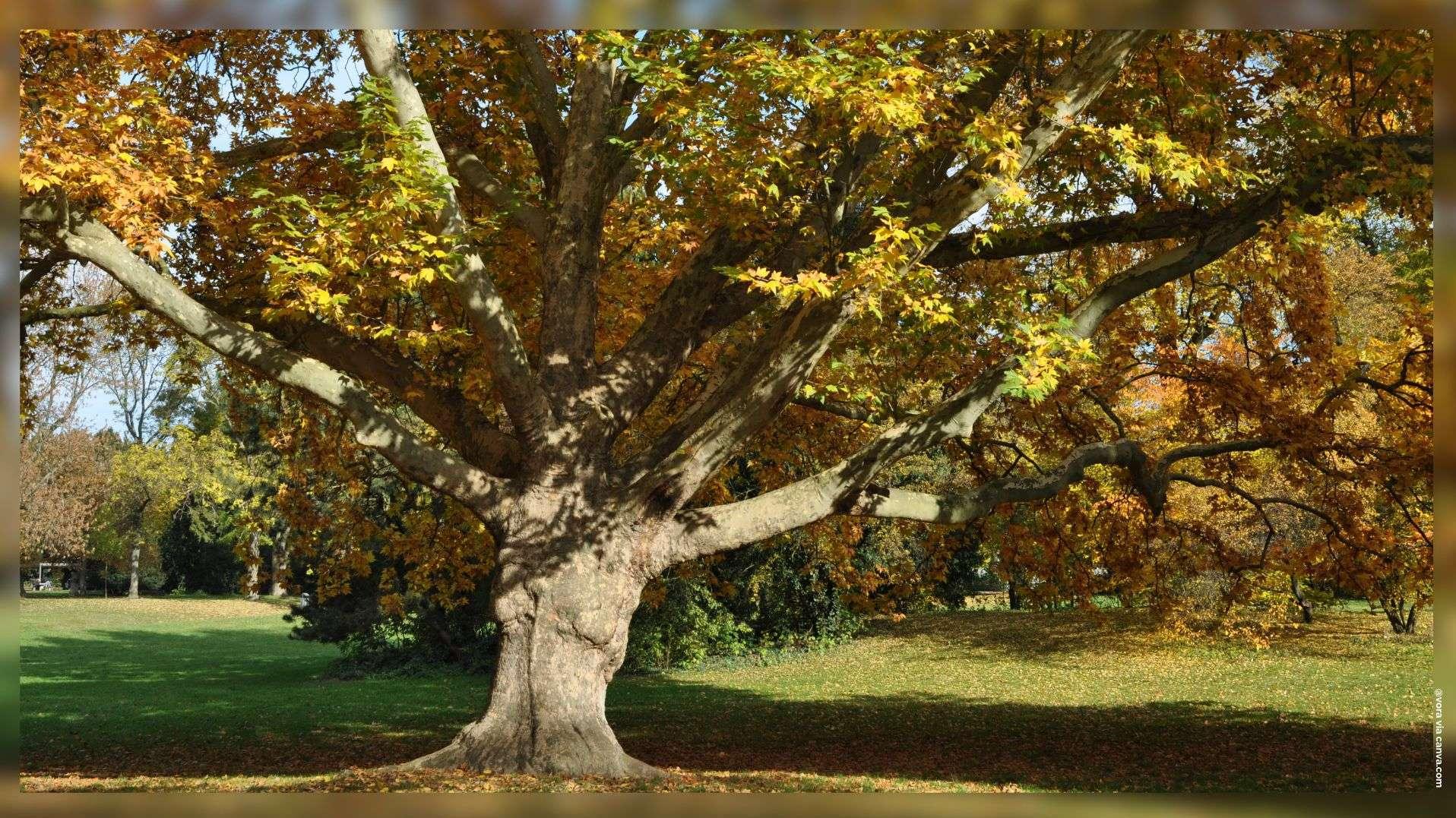 Parc de la Torse à Aix-en-Provence : 5 platanes morts abattus pour "garantir la sécurité" des promeneurs