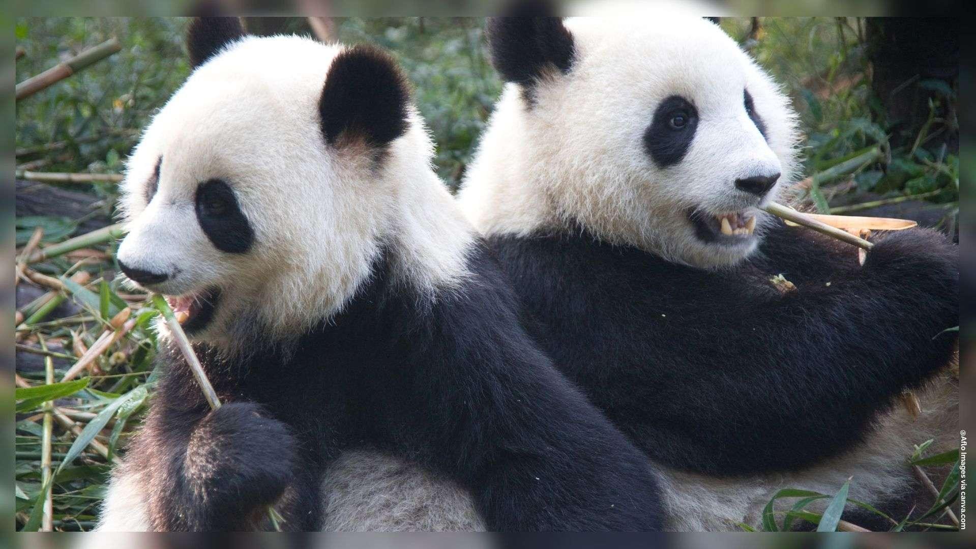 L'unique couple de pandas hébergé en France a quitté Beauval pour rentrer en Chine