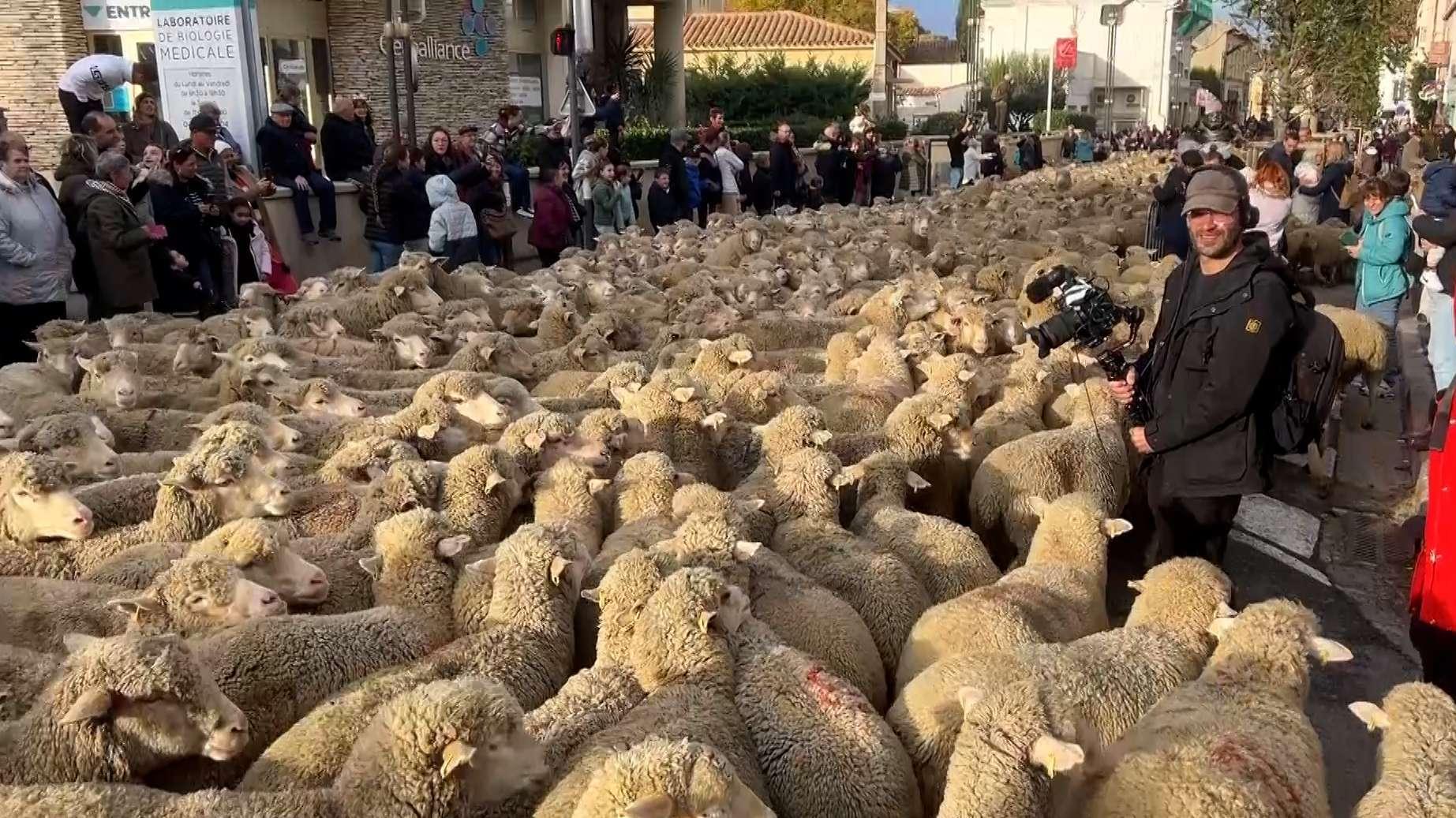 Istres : les moutons vont envahir le centre-ville pour le grand final de la Fête des Bergers !