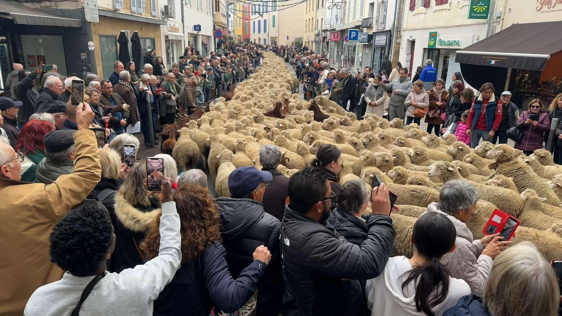 Istres : des milliers de moutons et une passion intacte, rencontre avec Angelo Longo au cœur de la Fête des Bergers