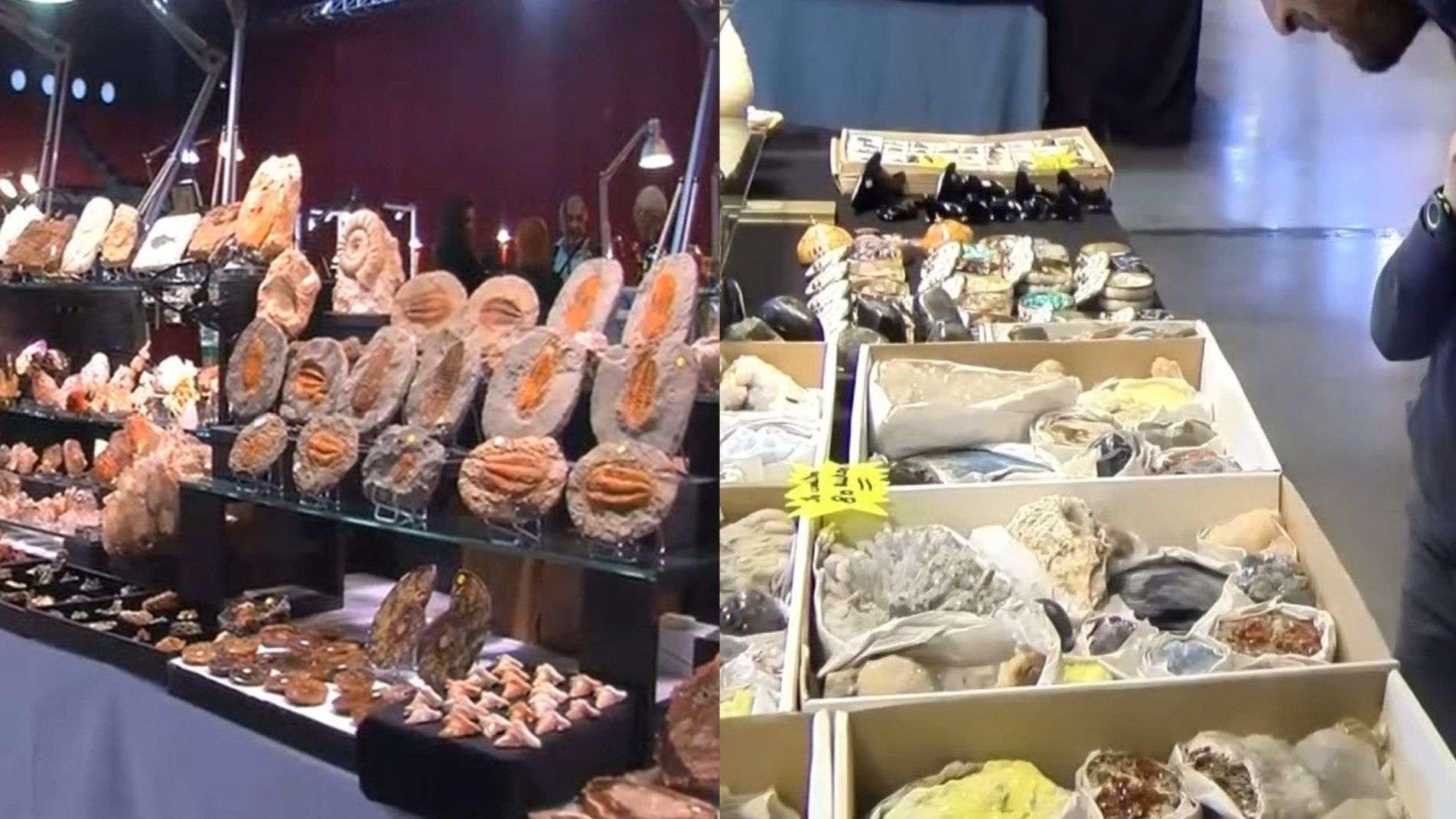 Météorites et fossiles du monde entier : 40 exposants débarquent à Salon-de-Provence pour un voyage géologique