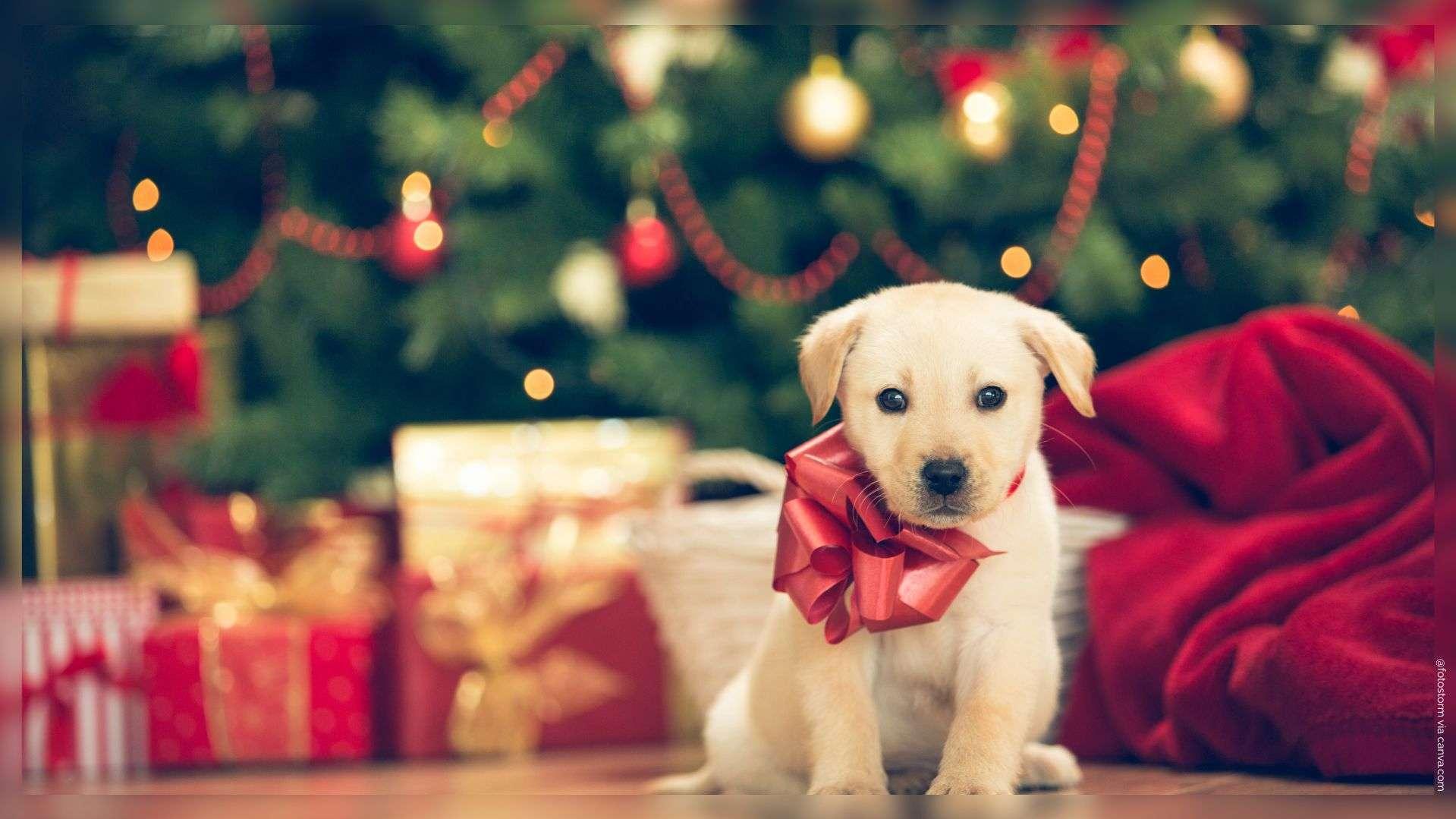  Aix-en-Provence : "Un animal n'est pas un jouet", l'alerte de la SPA avant Noël pour éviter les retours à la case refuge