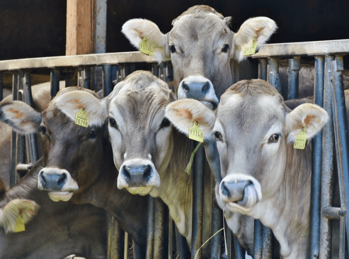 Dermatose, Mercosur : Lecornu tiendra une réunion sur l'agriculture à 10H30 avec plusieurs ministres et préfets
